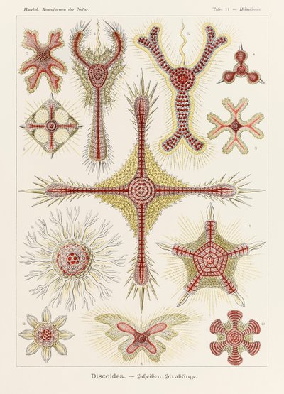 Planche 11 Heliodiscus Discoidea de 