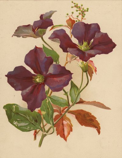 Clématite et vigne vierge - Ethel C. Nisbet