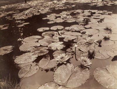 Nymphéas (Bagatelle) - Eugène Atget