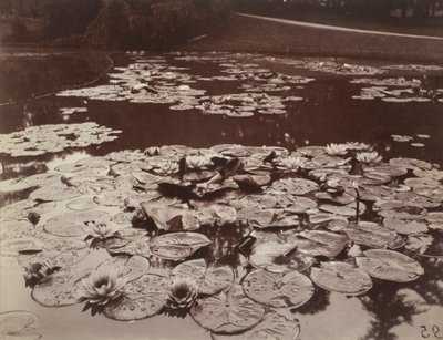 Nymphéas - Eugène Atget