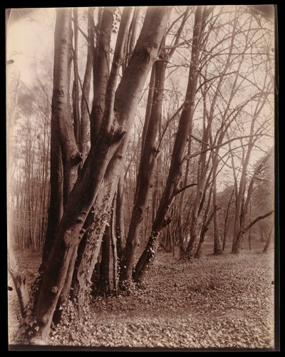  - Eugène Atget