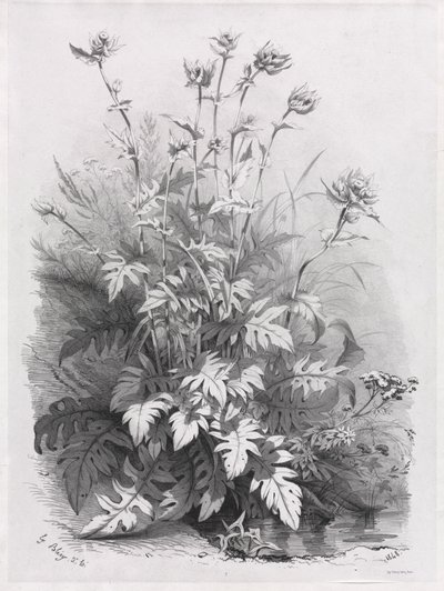 Groupes de diverses plantes dessinées d