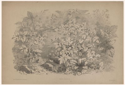 Oxalis et géraniums - Eugene Bléry