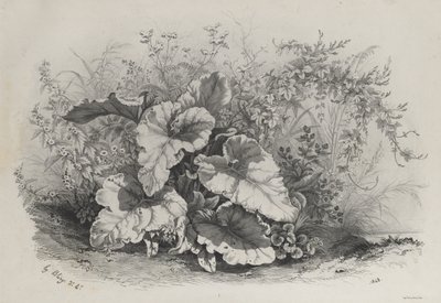 Étude de plantes du groupe de diverses plantes dessinées et lithographiées d