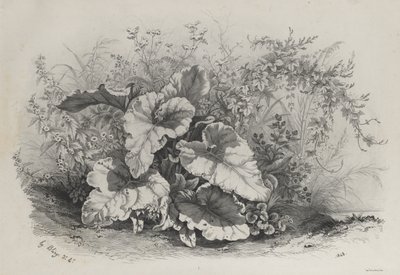 Étude de plantes du groupe de diverses plantes dessinées et lithographiées d