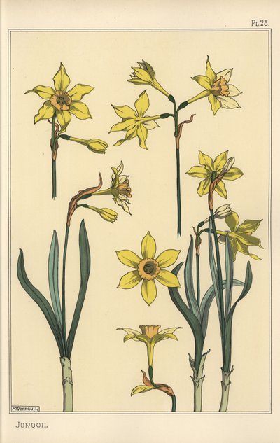 Illustration botanique du jonquille, Narcissus jonquilla, montrant les parties de la fleur - Eugene Grasset