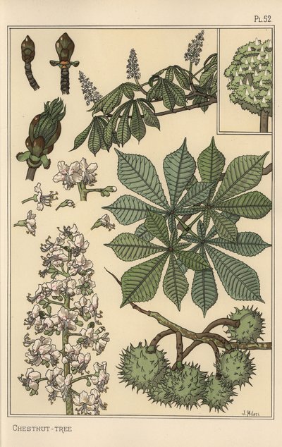 Étude botanique de châtaignier - Eugene Grasset