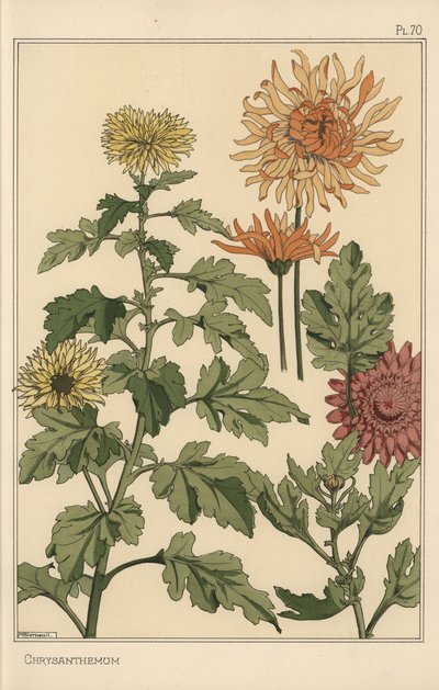 Étude botanique de chrysanthème - Eugene Grasset