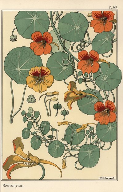 Étude botanique de capucine - Eugene Grasset