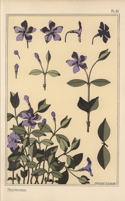 Étude botanique de pervenche - Eugene Grasset