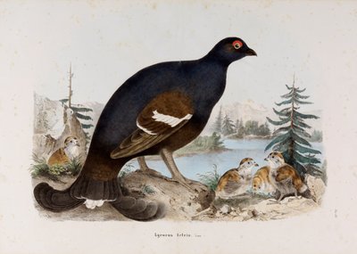 Représentation du petit coq de bruyère ou coq de bouleau - Eugenio Bettoni