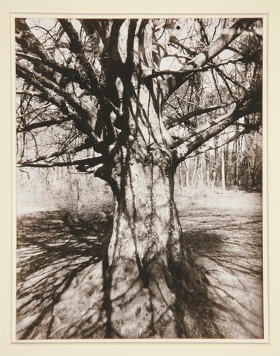 Hêtre - Eugène Atget