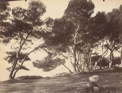 Cannes, Île Saint Honorat - Eugène Atget