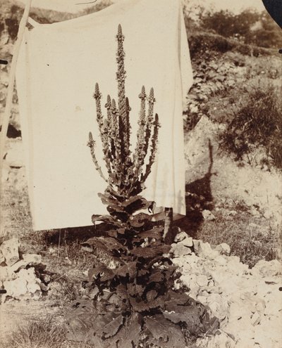 Molène en fleur - Eugène Atget