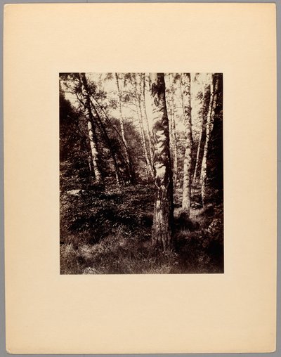 Parc de Saint-Cloud - Eugène Atget
