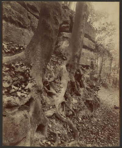 Parc de Saint-Cloud - Eugène Atget