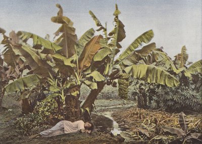 Bananier et manioc - European Photographer