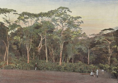 Plantation de Café sous Bois de Maoulis - European Photographer