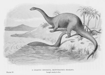 Un dinosaure gigantesque, Brontosaurus Excelsus - European School