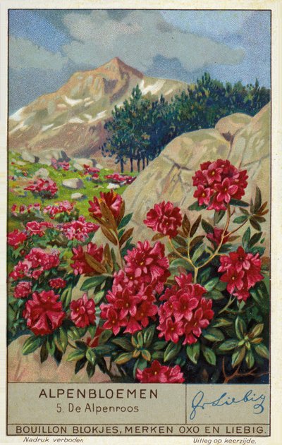 Alpenrose (Rhododendron ferrugineum) (chromolitho) - European School