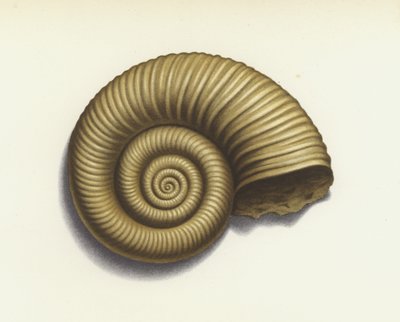 Ammonite (lithographie couleur) - European School