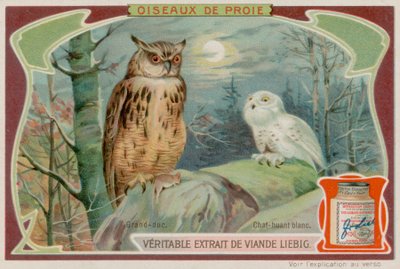 Un grand-duc et une chouette blanche - European School