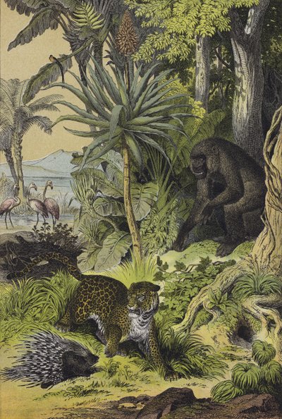 Animaux et plantes de la Guinée équatoriale - European School