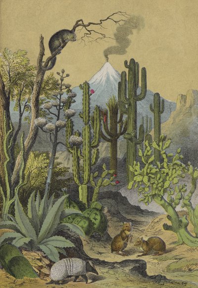 Animaux et plantes du Mexique - European School
