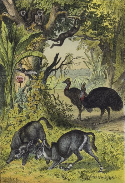 Animaux et plantes de l