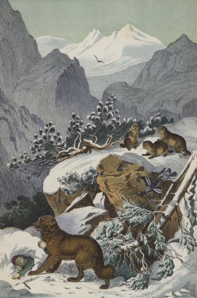 Animaux et plantes des Alpes - European School