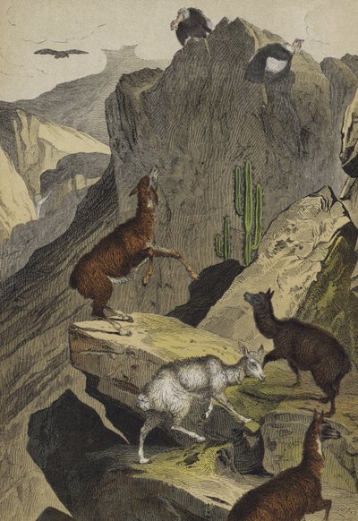 Animaux et plantes des Andes - European School