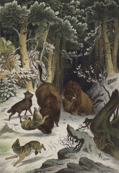 Animaux et plantes de la forêt de Bialowicz, Lituanie (lithographie en couleur) - European School