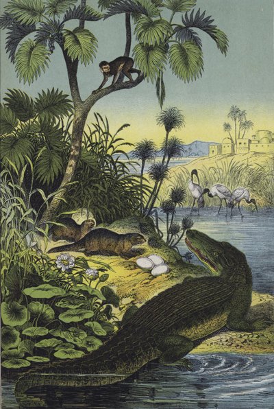 Animaux et plantes de la vallée du Nil - European School