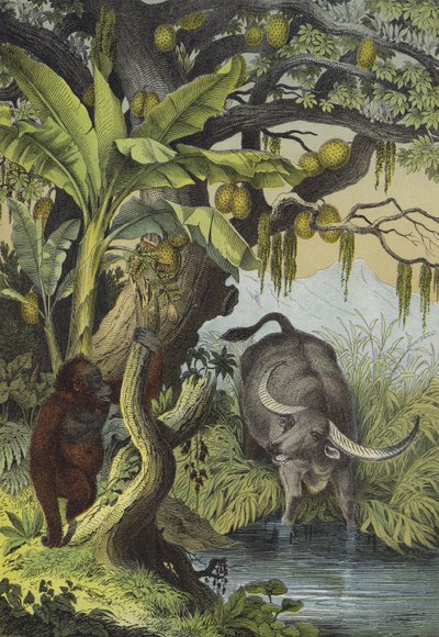Animaux et plantes des îles d