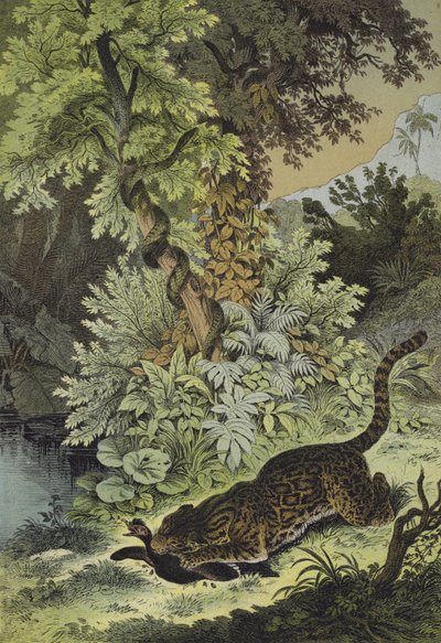 Animaux de la Guyane - European School