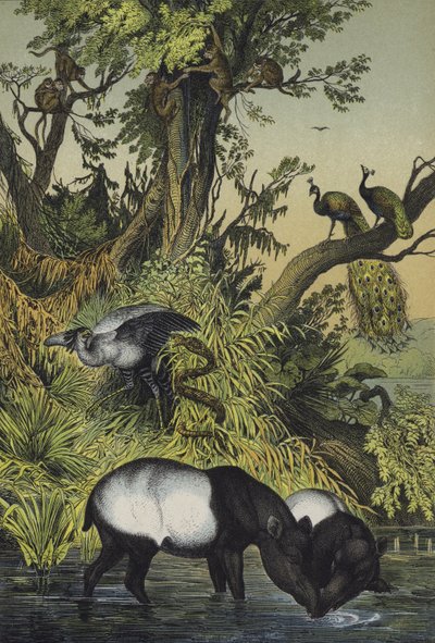 Animaux de Malacca et de Sumatra - European School