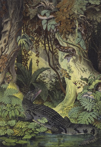 Animaux des jungles amazoniennes du Brésil - European School