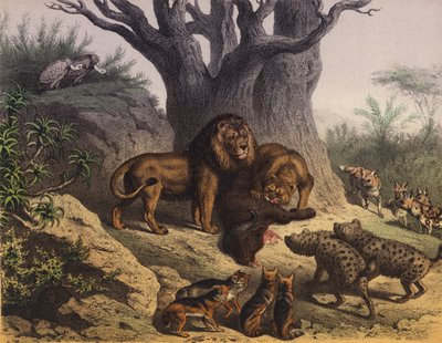 Animaux du Cap de Bonne-Espérance - European School