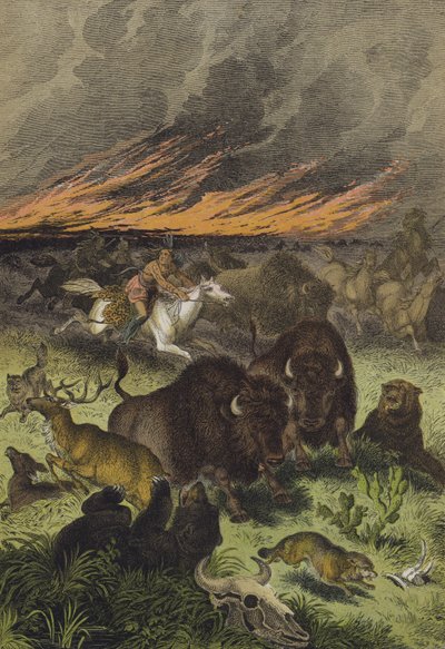 Animaux des prairies nord-américaines (lithographie en couleur) - European School