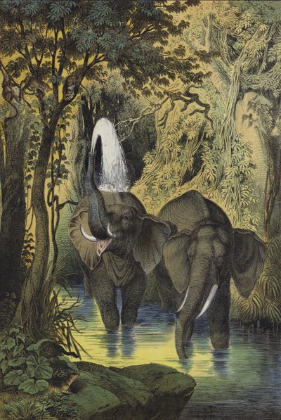 Animaux des forêts marécageuses du Soudan - European School