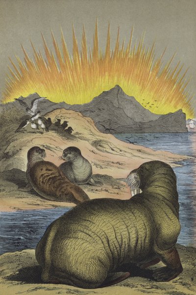 Animaux de la région du pôle Nord (lithographie en couleur) - European School