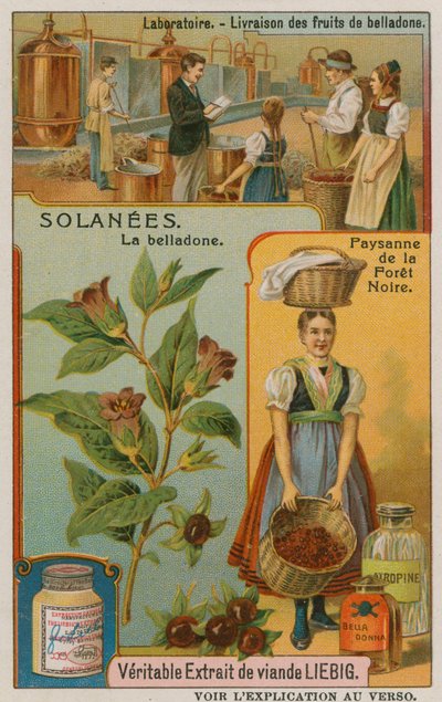 Atropa Belladonna ou morelle - European School