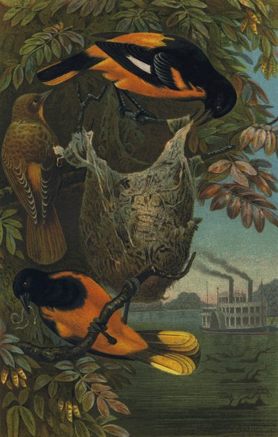 Oriole de Baltimore - European School