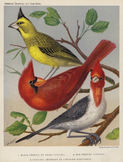 Cardinal à crête noire ou verte, Cardinal à crête rouge, Cardinal gros-bec ou Rossignol de Virginie (lithographie en couleur) - European School
