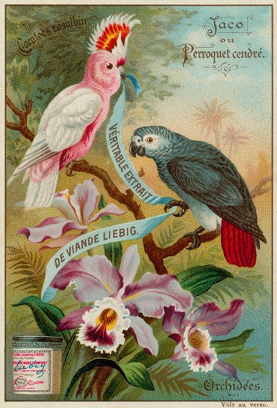 Cacatoès Rosalbin, Perroquet Cendré et Orchidées - European School