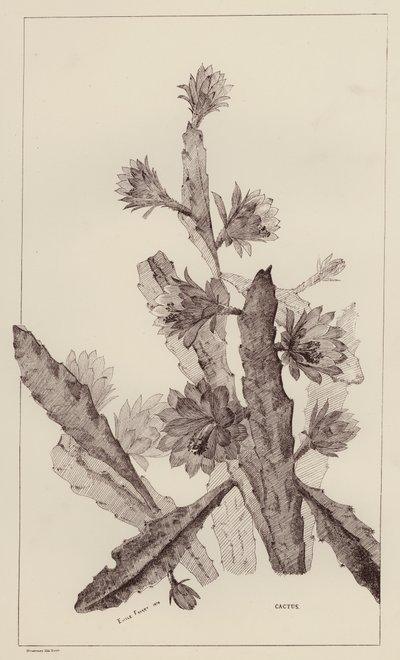 Cactus (lithographie) - European School
