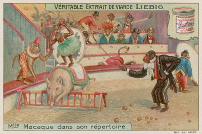 Cirque de singes - European School