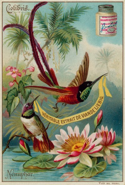 Colibris et Nénuphar - European School