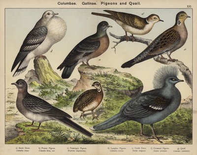 Colombes, Poules, Pigeons et Cailles - European School