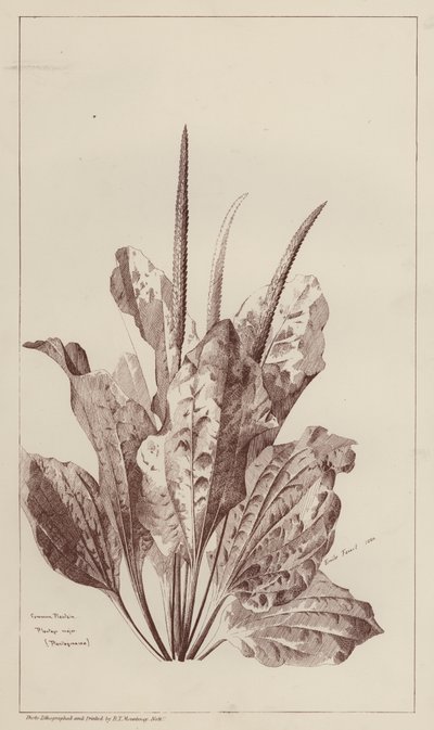 Plantain commun - European School